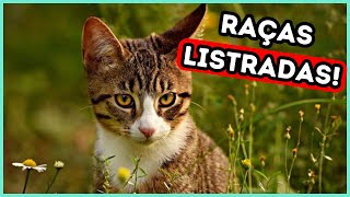 10 Raças de Gatos com Padrões Únicos de Pelo Manchado ou Listrado [upl. by Canale]