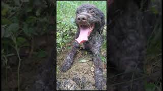 Lagotto Total Truffle Triumph [upl. by Assilrac633]