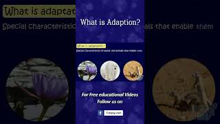 What is Adaptation  How Adaptation In Animals Work  Animal Adaptations  Science shorts [upl. by Zimmerman341]