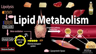 Lipid Fat Metabolism Overview Animation [upl. by Glassman]