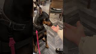 Doberman sahibinden başka kimseden bişey almaz 😱😂 köpek dobermann doberman [upl. by Urita]