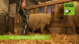 Les injections sur brebis [upl. by Sorvats]