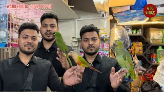 Wajid exotic pets new stock update Exotic Birds BirdLover Mumbai [upl. by Anet331]