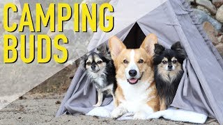 CAMPING WITH BUDDIES  Topi the Corgi [upl. by Mosier]