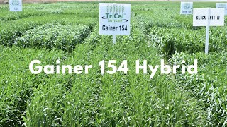 Gainer 154 Hybrid Triticale [upl. by Karyl855]