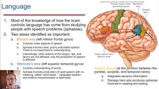 Lateralization and Language [upl. by Airrehs]