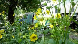 Cup Plant Silphium perfoliatum [upl. by Reinhart]