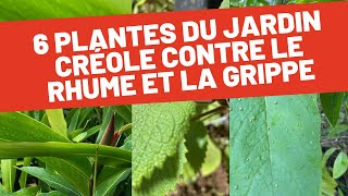 Remèdes naturels contre la grippe et le rhume  Découvrez 6 plantes médicinales du jardin créole [upl. by Biggs]