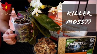 9 Reasons Sphagnum Moss killed your Orchid 😱  Orchid Care for Beginners [upl. by Selway]