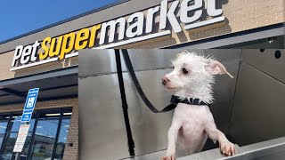 Pet Supermarket SelfService Dog Wash Review 🐶🛁🐾 [upl. by Anaila]