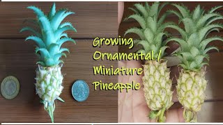 Growing miniatureOrnamental Pineapple plant [upl. by Isma211]