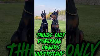 THINGS ONLY DOBERMAN OWNERS UNDERSTAND [upl. by Oiliruam335]