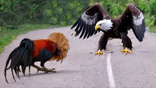 This Eagle Messed With The Wrong Opponent [upl. by Eimmac]