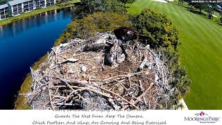 Moorings Park Osprey 24042024 1058 [upl. by Mccarthy709]