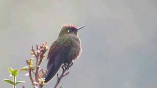 Rainbowbearded Thornbill Chalcostigma herrani Nevados National Natural Park [upl. by Ani]