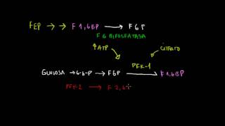 Gluconeogenesis 2  Fosfoenolpiruvato a Glucosa [upl. by Virgie]