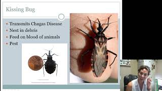 Hemiptera Heteroptera Intermediates and Seniors [upl. by Karli678]