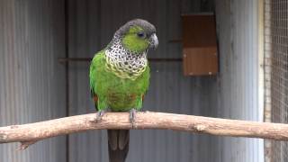 Blackcapped Conure  BirdSpyAus [upl. by Eusadnilem974]