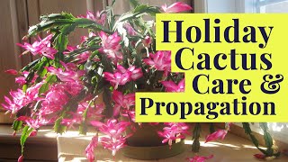 Holiday Cactus Tips Tricks amp Blooming Secrets Schlumbergera Care [upl. by Keri341]