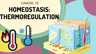 HOMEOSTASIS  Thermoregulation  Easy to Understand [upl. by Antoni6]