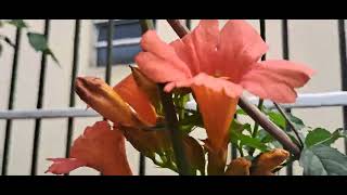 Campsis Radicans pertence à família Bignoniaceae vistosas flores em forma de trombeta [upl. by Nibot134]