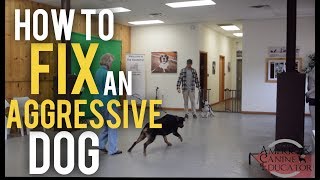 Fearful Dog Aggression Training and Rehabilitation with Americas Canine Educator [upl. by Lawford]