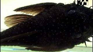 Ancistrus macrophthalmus Bushymouth Pleco Bearded Pleco [upl. by Shepard]