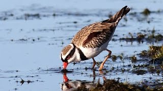 Blackfronted Dotterel with a surprise at the end [upl. by Nwavahs]