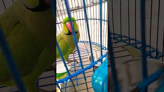 main tota main tota parrot parrotsinging talkingparrot funny my mitthu singing [upl. by Lodnar]