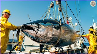 How American Fishermen Catch Millions of Marlins and Bluefin Tuna Using Longline Fishing Techniques [upl. by Greggory]