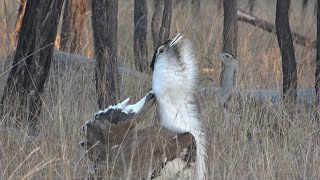 Australian Bustard  courtship with mating calls [upl. by Goltz]