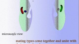 Structure of Paramecium and Reproduction [upl. by Rosenzweig673]