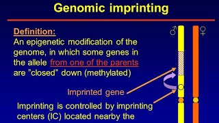 Genomic Imprinting [upl. by Isahella]