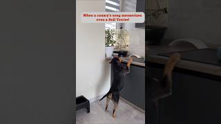 Bull Terrier and Canary A Musical Meeting funnydogsvideos [upl. by Lienet]