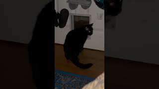 Mazikeen being Mazikeen Edel being the hallway police cats blackcat fatcat catdoor [upl. by Polik]