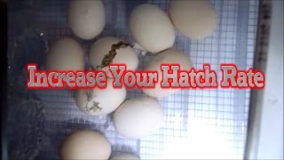 5 egg incubating TIPS for a more successful hatch rate [upl. by Antone]