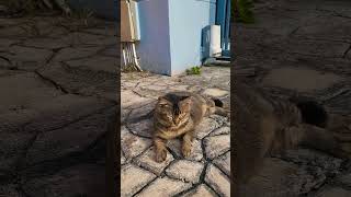 Cat Video  Tabby Cat  Miss Memerang Manja cat tabbycat kucing manja cuteanimal shorts [upl. by Ymmak]