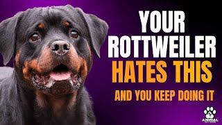 Rottweiler 7 Things Your Rottweiler Secretly Hates [upl. by Ahsinrat]