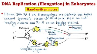 Eukaryotic DNA Replication  Elongation [upl. by Amedeo]