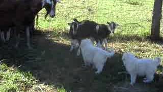 Introducing maremma sheepdog puppies to livestock [upl. by Matuag]