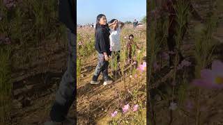 cosmos flower from ukhrul paorei village [upl. by Nivlag102]