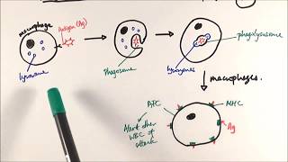 AS Biology  Phagocytosis OCR A Chapter 125 [upl. by Irafat]