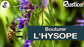 Comment bouturer l’hysope [upl. by Danell13]