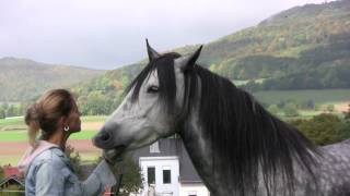 Wenn Pferde flüstern Lene Husch und ihre Pferde When Horses Whisper [upl. by Dominick]