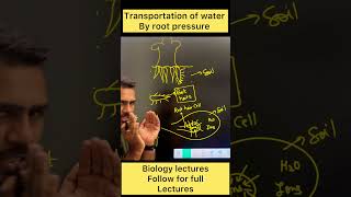 Transportation of water by xylem shots biologyclass sciencefacts biology [upl. by Ellivnarg]