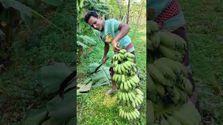 জঙ্গলের মধ্যে আমার দেশি কবরী কলার গাছ banana bananafarmer farmer agriculture farmlife [upl. by Eatnhoj782]