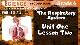 Science  Grade 4  Unit 1 Lesson 2  Part 2  The Respiratory System [upl. by Tap423]