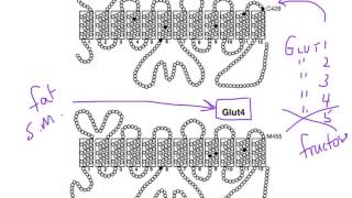 How Insulin Regulates Blood Glucose with the GLUT4 Glucose Transporter [upl. by Munster222]