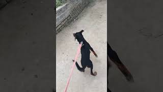 Rottwailer 🐕🐕🐕🐕🐕🐕🐕🐕dog viedo rotteweiler rottwelier rotwelier rottweiler dogs viedo funnydog [upl. by Garald]