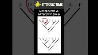 Monophyletic vs Paraphyletic groups [upl. by Lewie656]